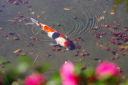 Carp swimming in the pond