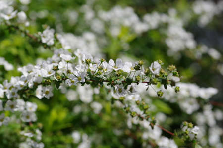 Spiraea thunbergii flowers