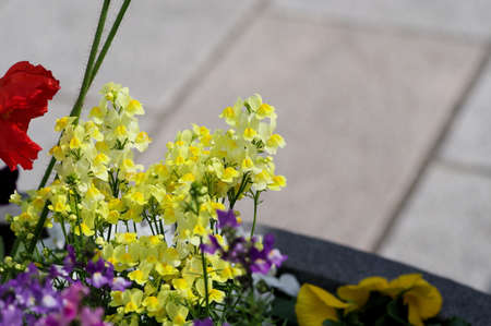 Linaria blooming in the flowerbed