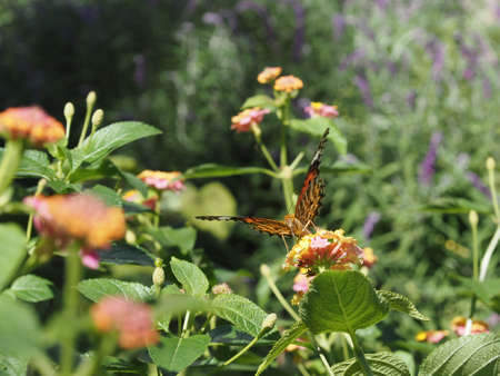 Indian Fritillary sucking lantana nectarの写真素材