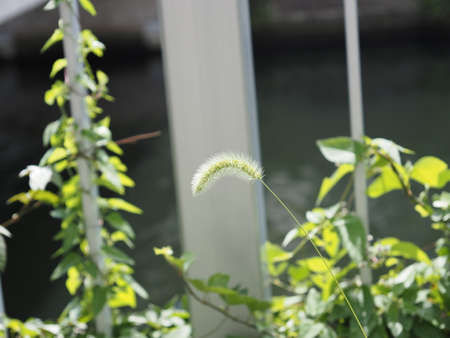 Setaria viridis growing on the roadside