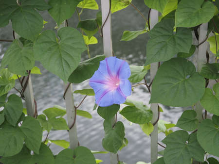 Morning glory blooming near the fence