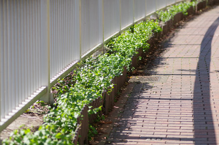 Madagascar periwinkle in the flower bedの写真素材