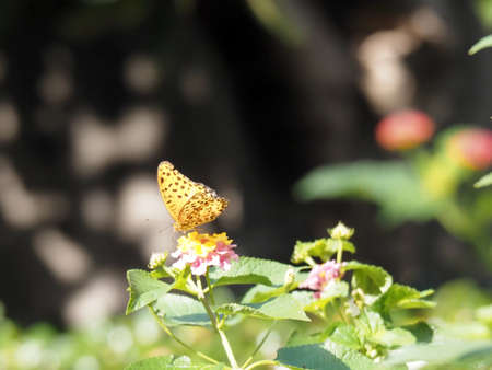 A butterfly with a leopard-like patternの写真素材