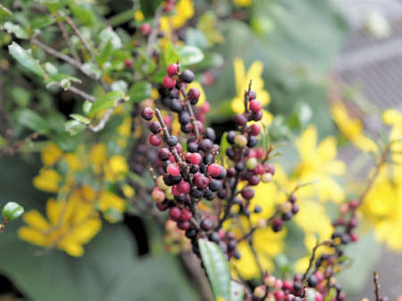 Shrub with red and black berries