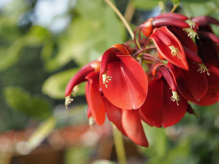 Erythrina crista-galli in bloom in the park