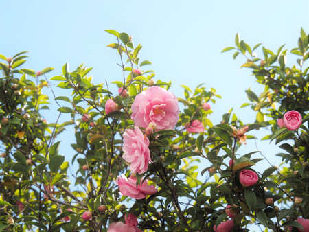 sasanqua in bloom in the parkの写真素材