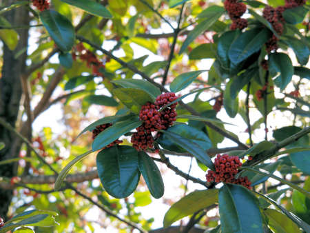 Ilex latifolia (female plant) in the Medicinal Plant Gardenの写真素材