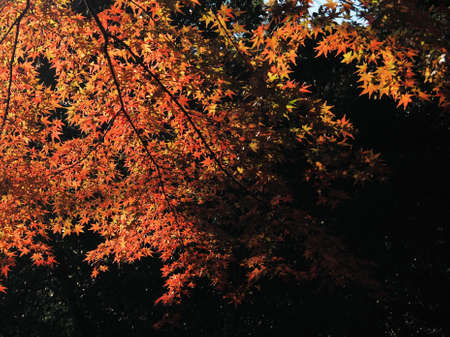 Autumn leaves in the forest