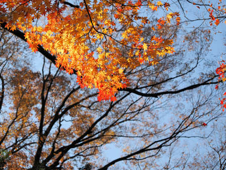 Autumn leaves in the forest