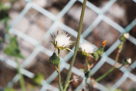 Sow thistle fluff in the park