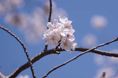 Close up cherry blossom in japanの写真素材
