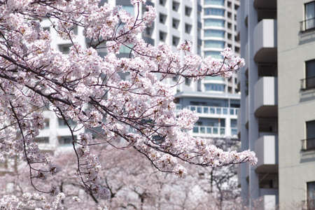 Cherry blossom in full bloomの写真素材