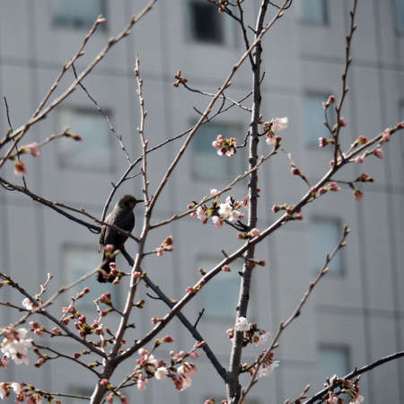 A wild bird perched on a branch of cherry blossomsの写真素材