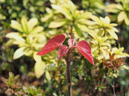 Alchornea davidii in the gardenの写真素材