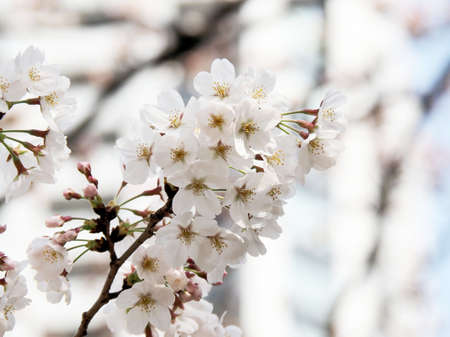 Cherry blossom in the parkの写真素材
