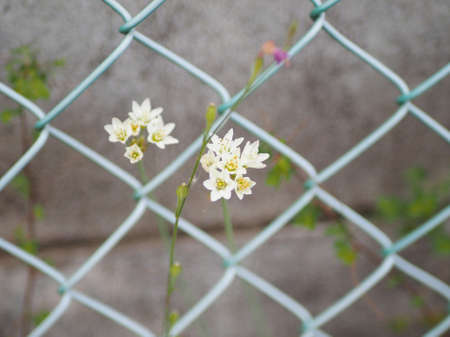 Allium tuberosum flower in the park