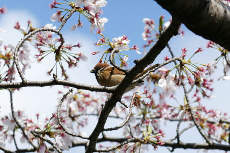 A sparrow sitting on a cherry branchの写真素材