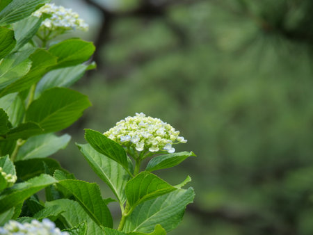 Hydrangea bloomed in the gardenの写真素材