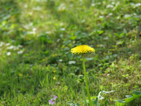Dandelion is blooming in the meadow.の写真素材