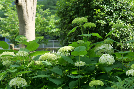 Hydrangea blooming in a green areaの写真素材