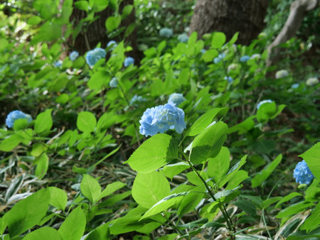 Hydrangea blooming in a green areaの写真素材