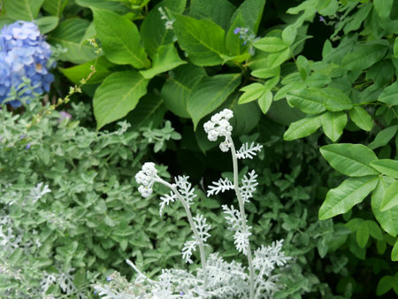 Jacobaea maritima buds in parkの写真素材