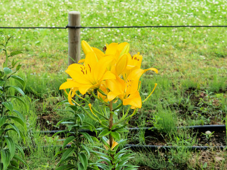 Lilies in bloom in the parkの写真素材