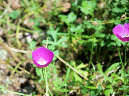Purple poppy-mallow in bloom in a flower bedの写真素材