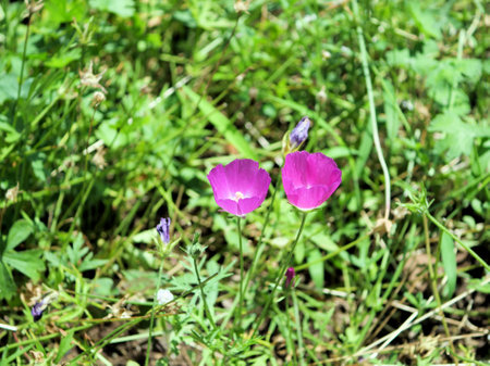 Purple poppy-mallow in bloom in a flower bedの写真素材