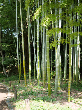 Bamboo forest sceneryの写真素材