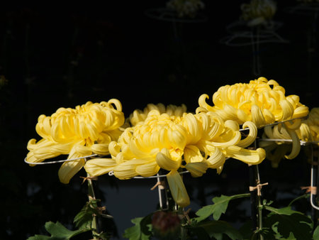Flowering Japan classic chrysanthemumsの写真素材