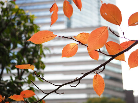 Autumn coloured cherry leaves in Tokyo