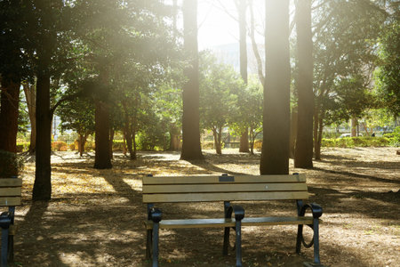 Bench in the park at sunny day, closeup of photo.の写真素材