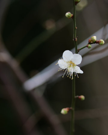 Plum blossom in Japan.の写真素材