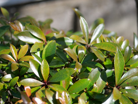 Close up of Ternstroemia gymnanthera leaf.