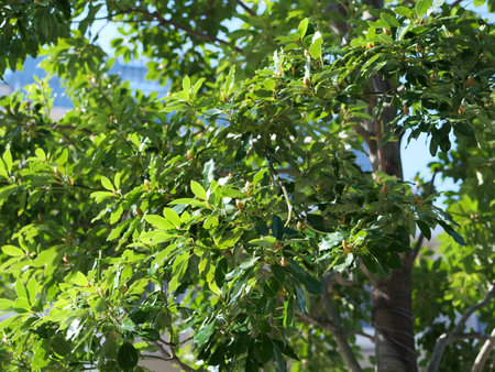 Machilus thunbergii in the parkの写真素材