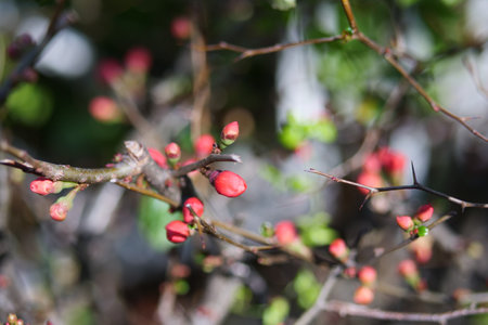 Bokeh flower budsの写真素材