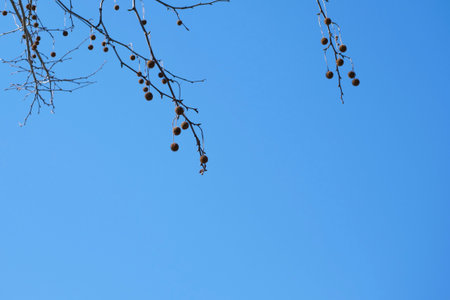 Platanus bearing fruit in the parkの写真素材