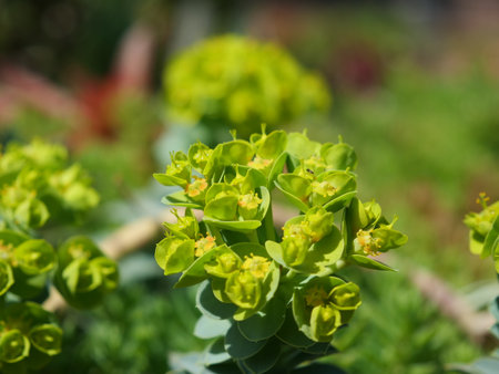 Close up of Euphorbia helioscopia flowers in the gardenの写真素材