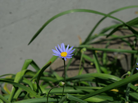 Flower of a cornflower (Aster vernalis)の写真素材