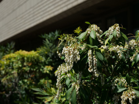 Acebi flowers in front of the buildingの写真素材