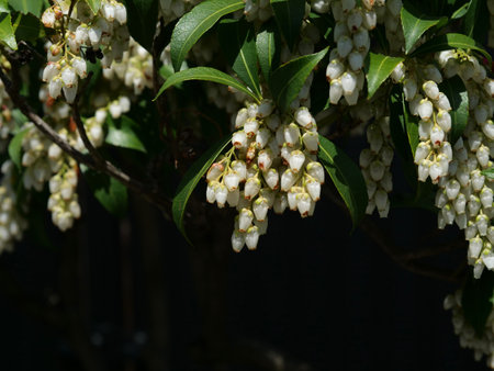 Pieris japonica flowersの写真素材