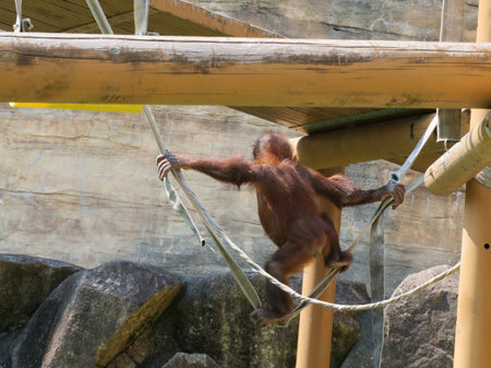 Orangutans in captivity at zoos