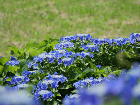 The hydrangeas in the park have bloomed