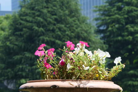 Colorful petunias in a flowerpot in the garden.の写真素材