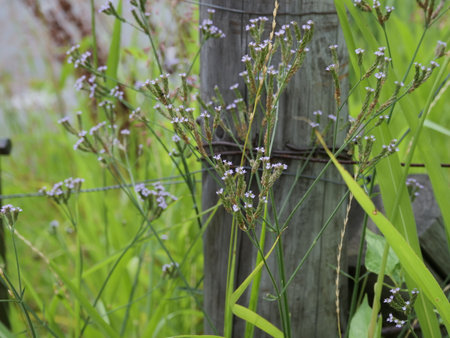 Weeds growing beside the fenceの写真素材