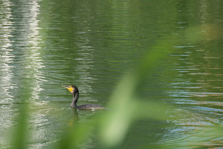Cormorants swimming in the pondの写真素材
