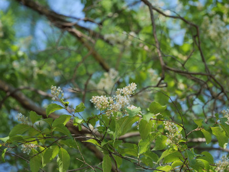 Crape myrtle flowers are blooming in the park