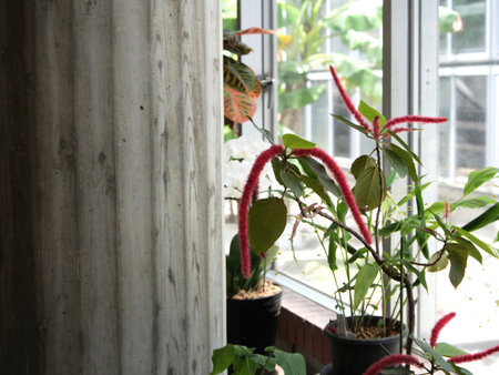 Acalypha hispida in the greenhouseの写真素材